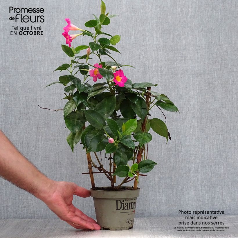 Exemplaar van Dipladenia Diamantina Quartz Pink & Yellow - Mandevilla Pot van 1 l/1,5 l zoals geleverd in de herfst