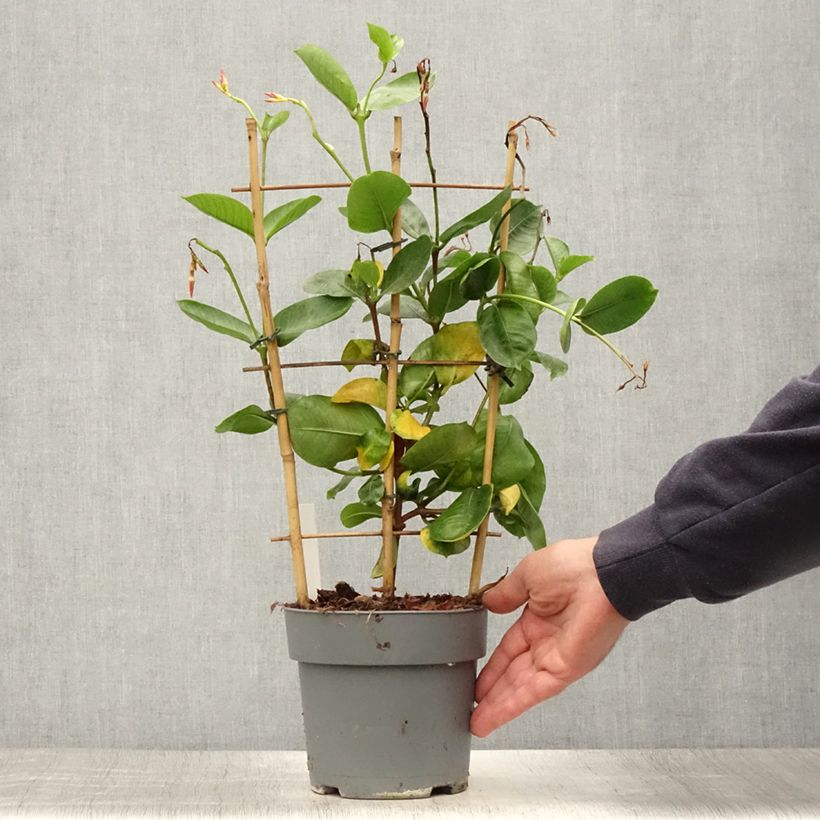 Example of Dipladenia Diamantina Tourmaline fuchsia intense - Mandevilla Pot van 1,5 l/2 l as you get in ete