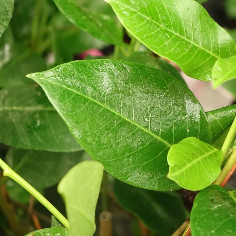 Dipladenia Diamantina Tourmaline Pink - Mandevilla (Blad)