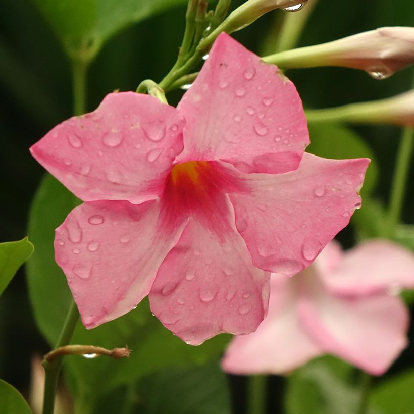 Dipladenia Diamantina Tourmaline Pink - Mandevilla (Bloei)
