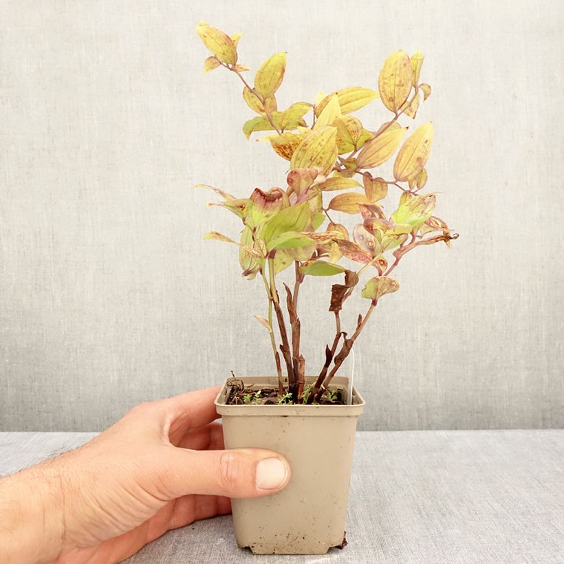 Exemplaar van Disporum megalanthum - Elfenklokje Kweekpotje van 8/9 cm zoals geleverd in de herfst