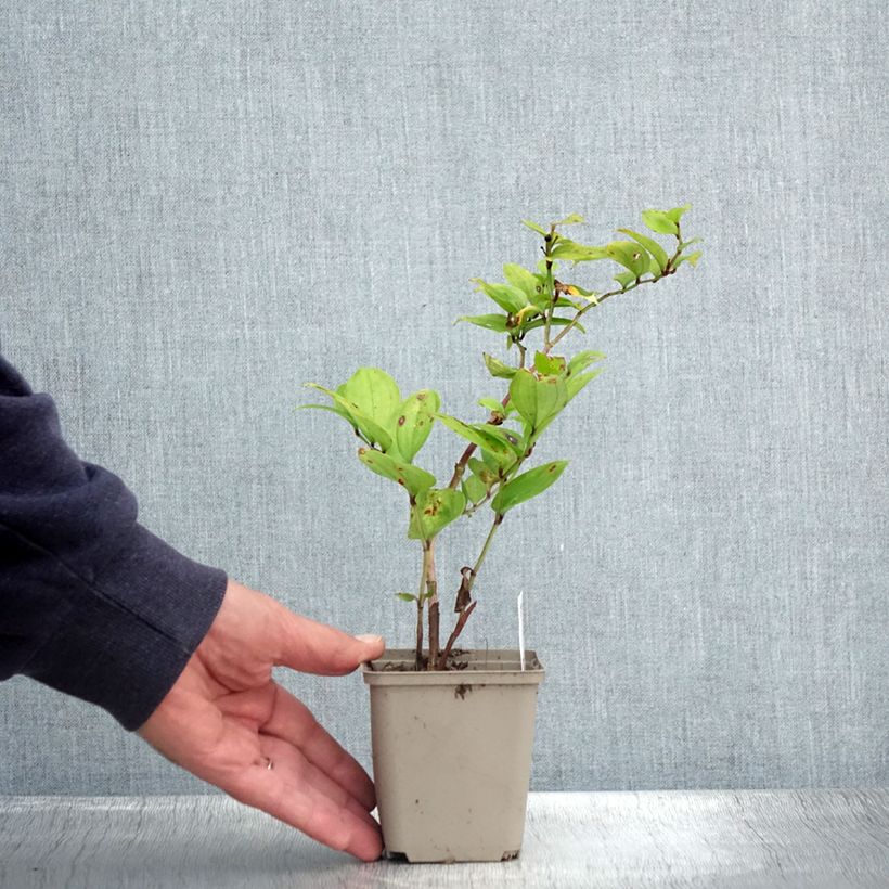 Exemplaar van Disporum megalanthum - Elfenklokje Kweekpotje van 8/9 cm zoals geleverd in de zomer