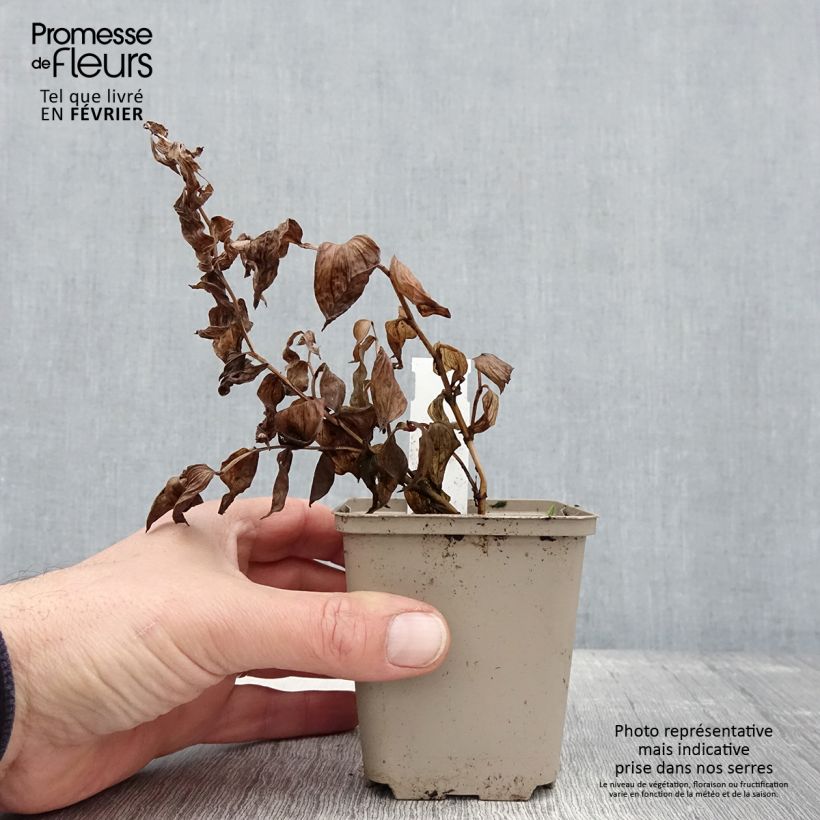 Example of Disporum megalanthum - Cloche des fées Kweekpotje van 8/9 cm as you get in hiver