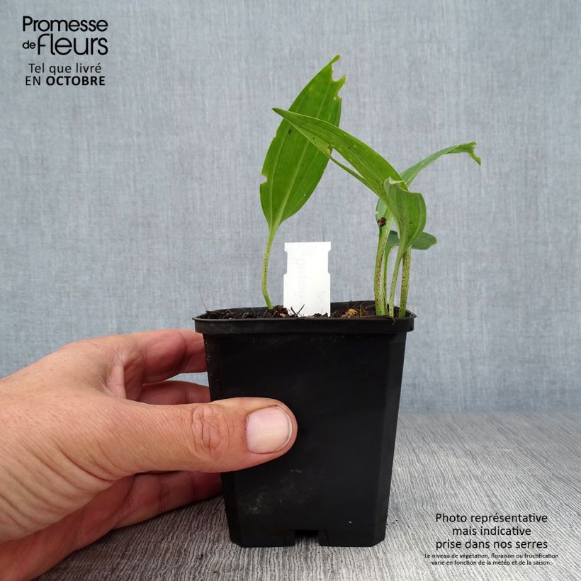 Exemplaar van Disporum sessile - Elfenklokje Kweekpotje van 8/9 cm zoals geleverd in de herfst