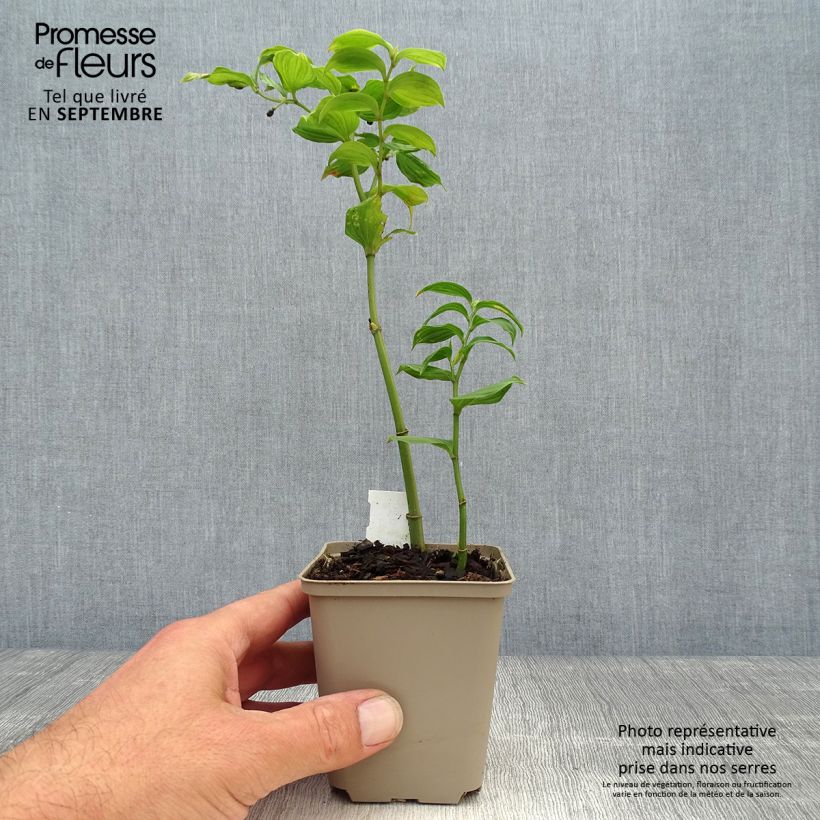 Exemplaar van Disporum uniflorum - Elfenklokje Kweekpotje van 8/9 cm zoals geleverd in de herfst