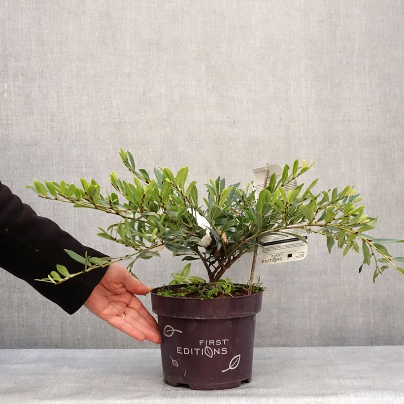 Example of Distylium Cinnamon Girl Pot van 3 l/4 l as you get in hiver