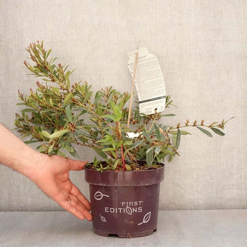 Exemplaar van Distylium Cinnamon Girl - Winter toverhazelaar Pot van 3 l/4 l zoals geleverd in de lente