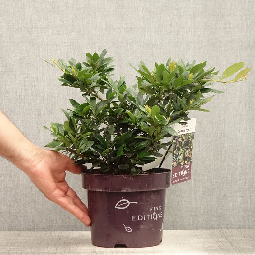 Exemplaar van Distylium Coppertone - Winter toverhazelaar Pot van 2 l/3 l zoals geleverd in de zomer