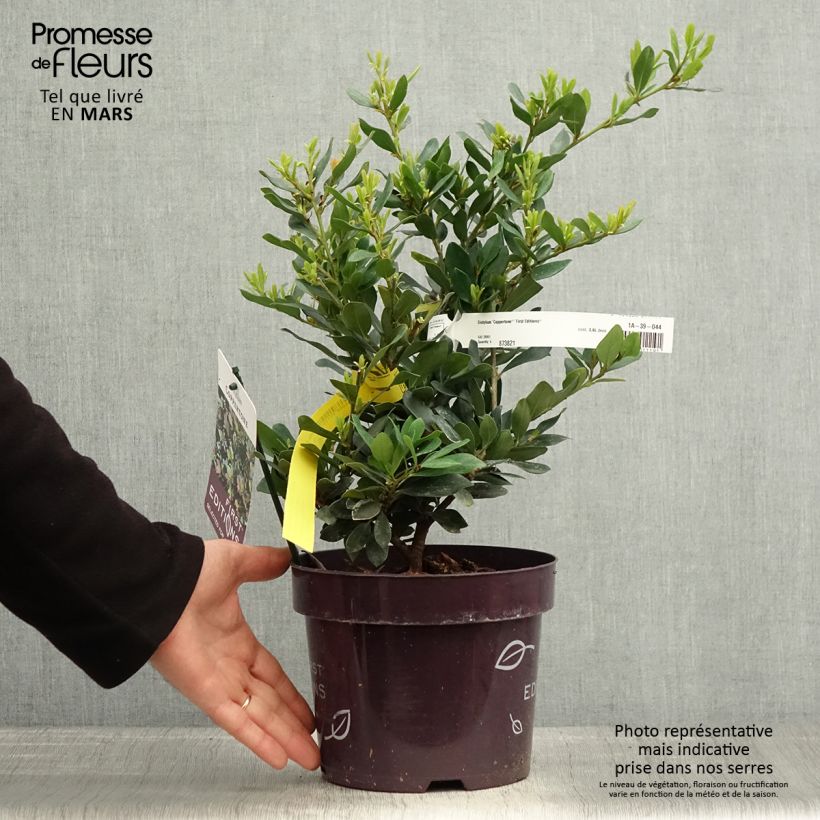 Exemplaar van Distylium Coppertone - Winter toverhazelaar Pot van 2 l/3 l zoals geleverd in de lente