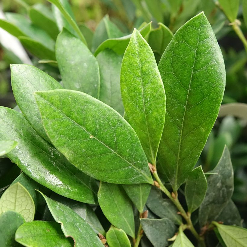 Distylium Coppertone - Winter toverhazelaar (Blad)