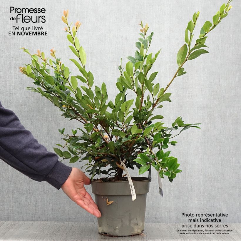 Exemplaar van Distylium Linebacker - Winter toverhazelaar Pot van 3 l/4 l zoals geleverd in de herfst