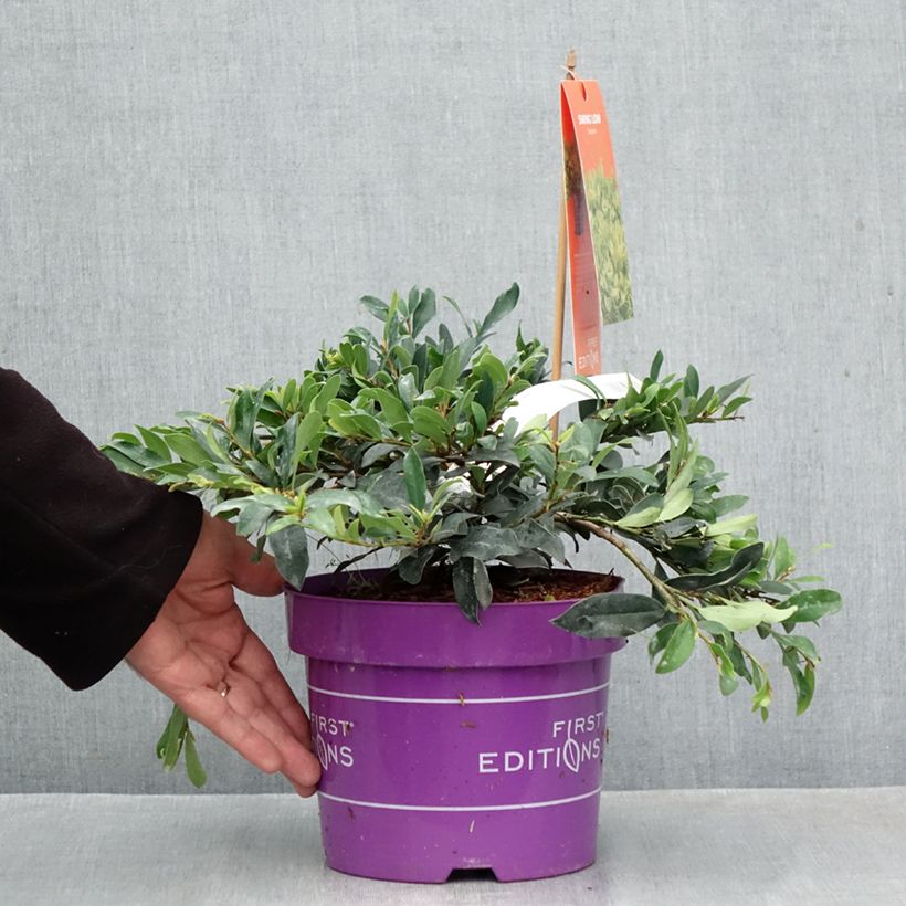 Exemplaar van Distylium Swing Low - Winter toverhazelaar Pot van 3 l/4 l zoals geleverd in de herfst