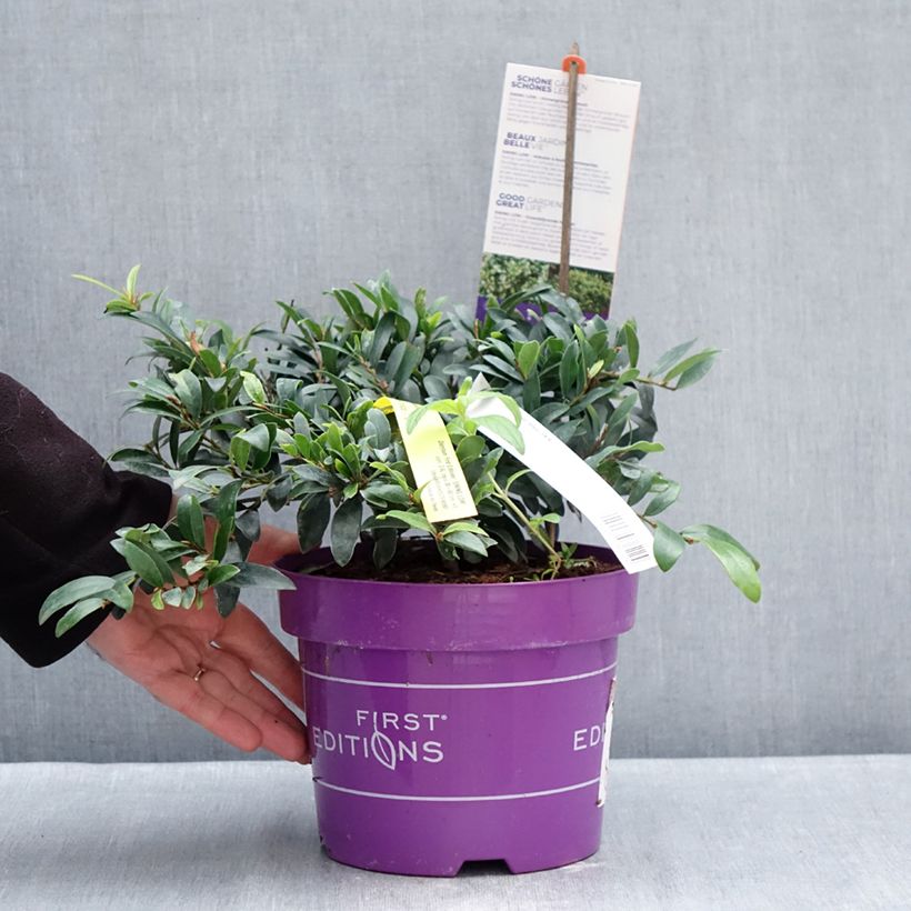 Example of Distylium Swing Low - Winter toverhazelaar Pot van 3 l/4 l as you get in hiver