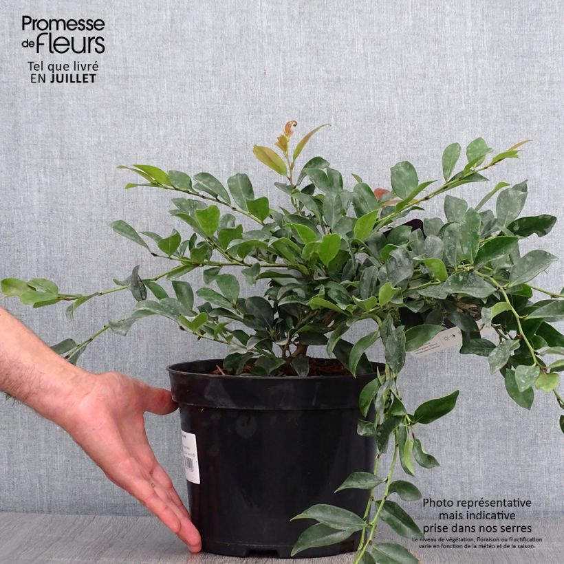Exemplaar van Distylium Vintage Jade - Winter toverhazelaar Pot van 2 l/3 l zoals geleverd in de zomer