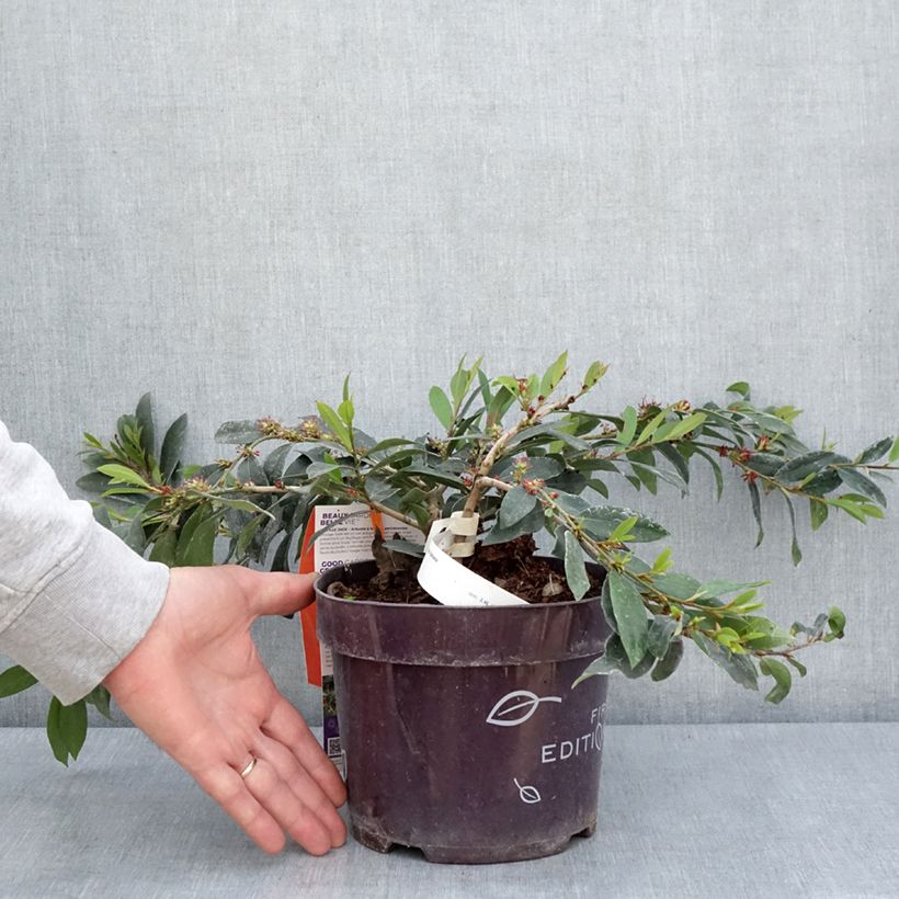 Exemplaar van Distylium Vintage Jade - Winter toverhazelaar Pot van 2 l/3 l zoals geleverd in de lente