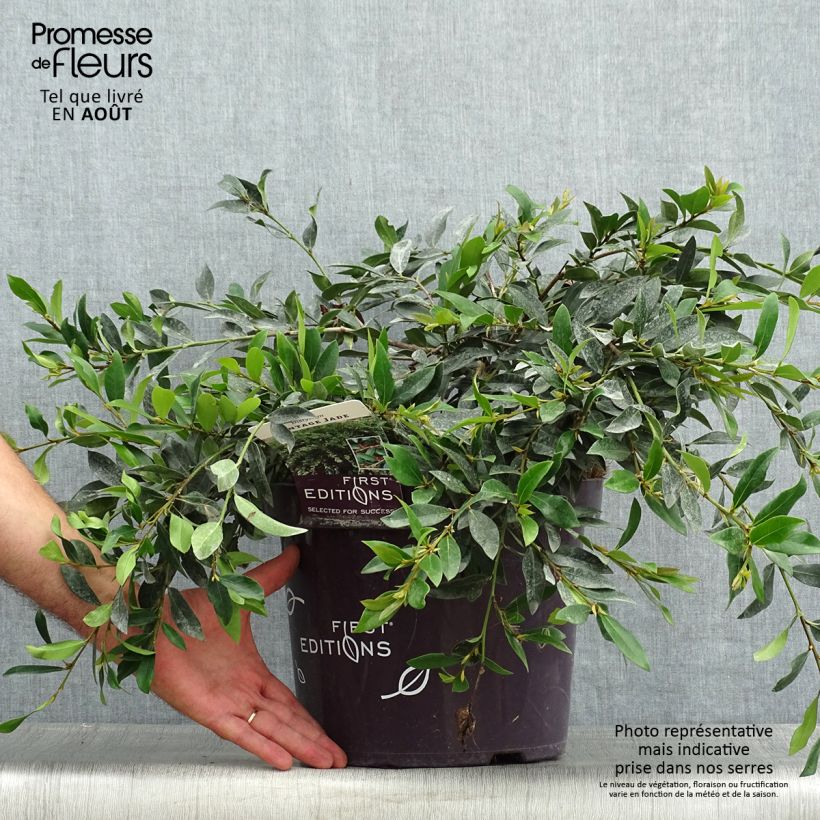Exemplaar van Distylium Vintage Jade - Winter toverhazelaar Pot van 7,5 l/10 l zoals geleverd in de zomer