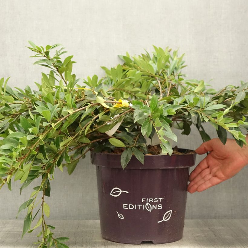 Exemplaar van Distylium Vintage Jade - Winter toverhazelaar Pot van 7,5 l/10 l zoals geleverd in de lente