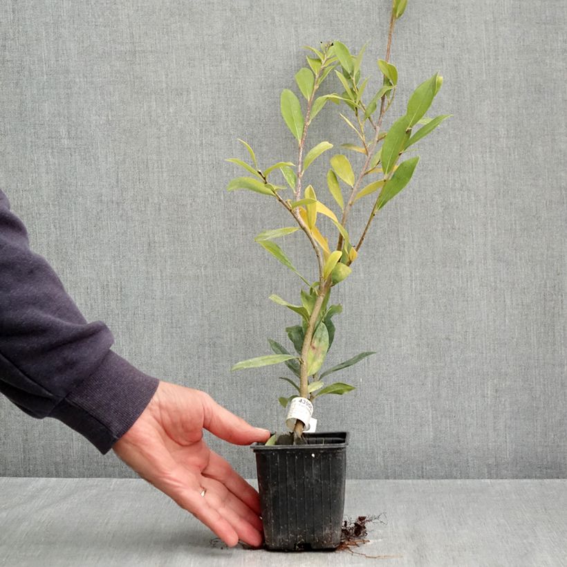 Exemplaar van Distylium Vintage Jade - Winter toverhazelaar Kweekpotje van 8/9 cm zoals geleverd in de herfst
