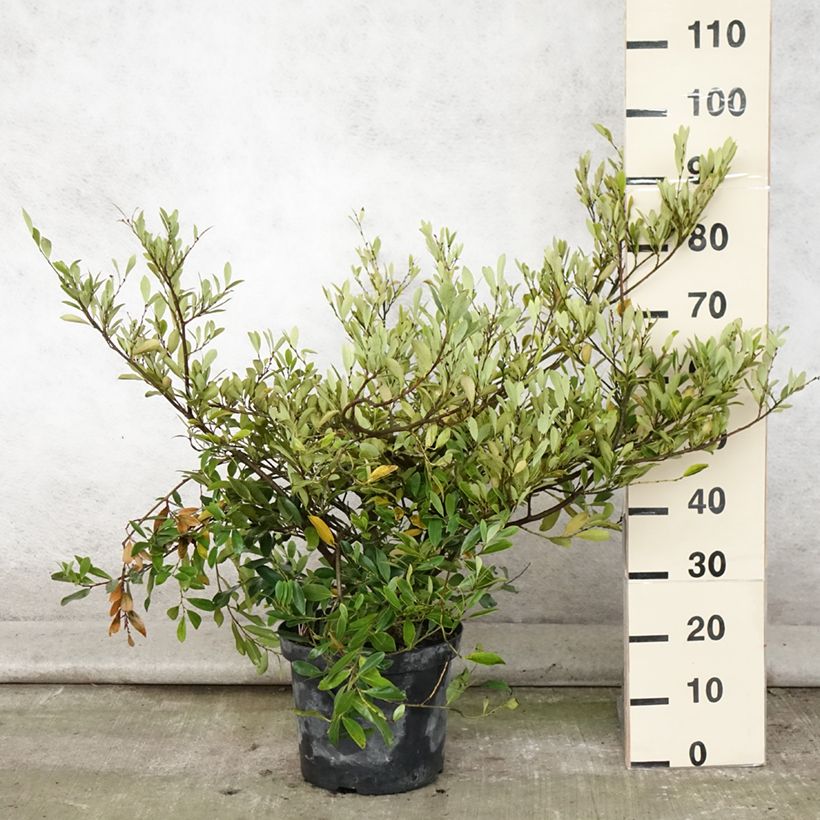 Exemplaar van Distylium Blue Cascade - Winter toverhazelaar Pot van 7,5 l/10 l zoals geleverd in de zomer
