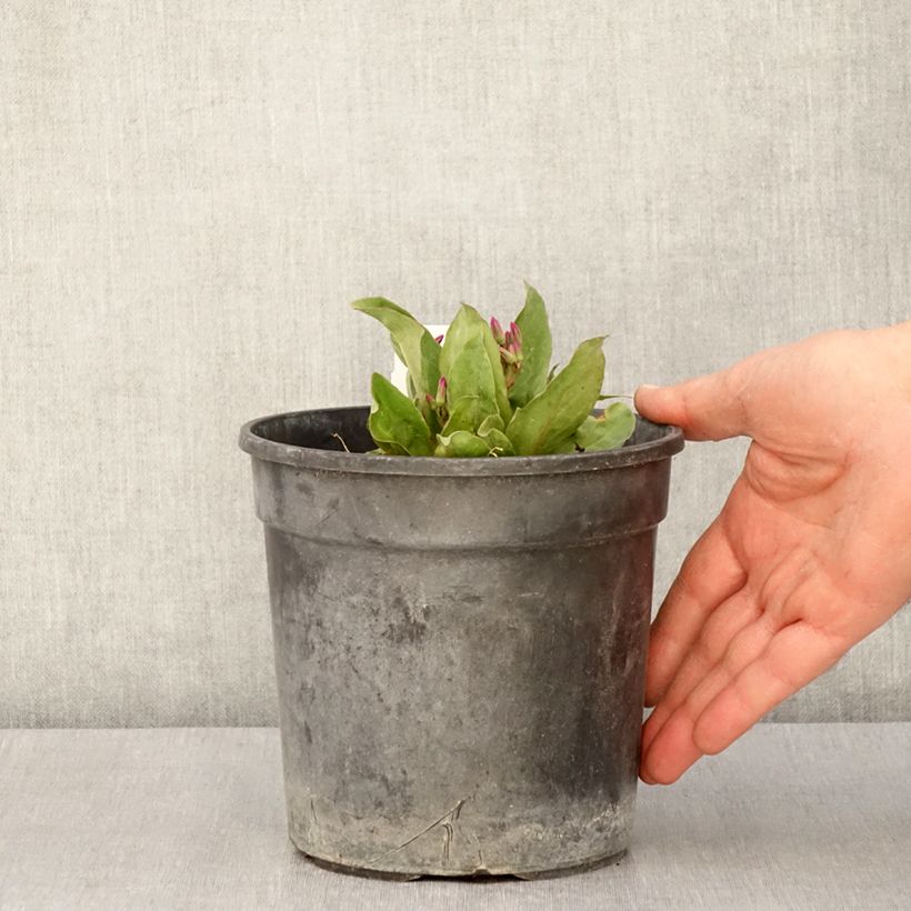 Exemplaar van Dodecatheon jeffreyi Rotlicht - Twaalfgodenkruid Pot van 2 l/3 l zoals geleverd in de lente