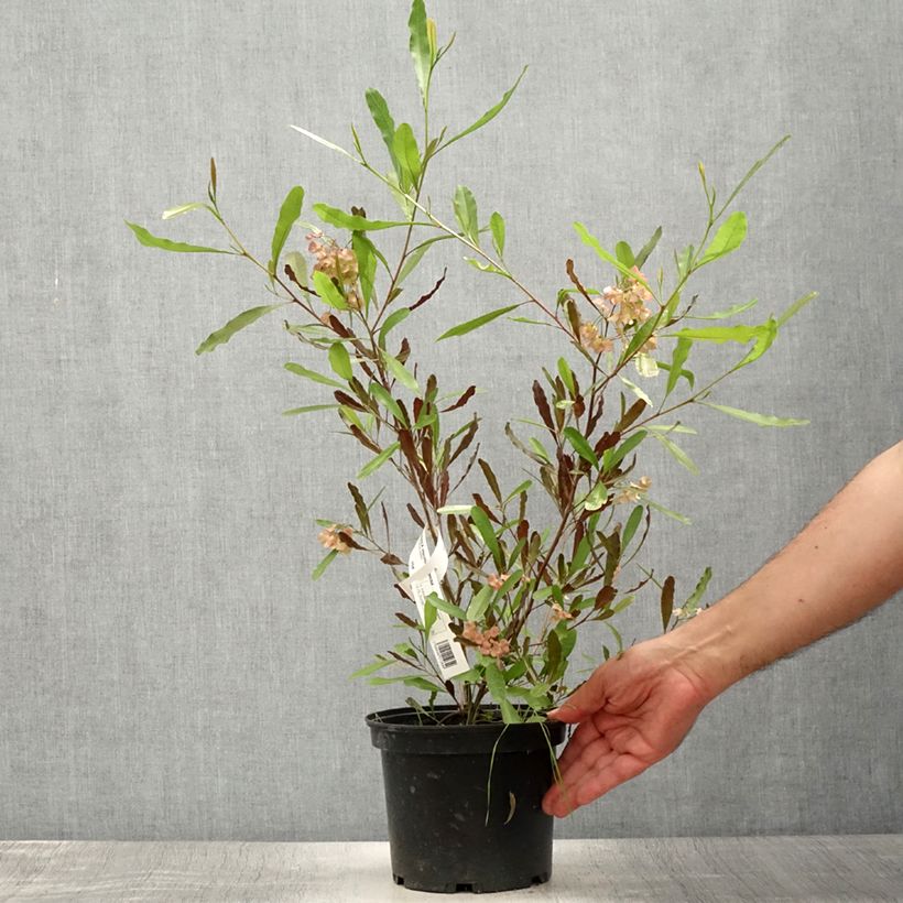 Exemplaar van Dodonaea viscosa Purpurea - Kleverige hopstruik Pot van 3 l/4 l zoals geleverd in de zomer
