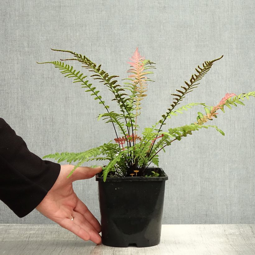 Exemplaar van Doodia aspera Rough Ruby - Raspvaren Pot van 2 l/3 l zoals geleverd in de herfst