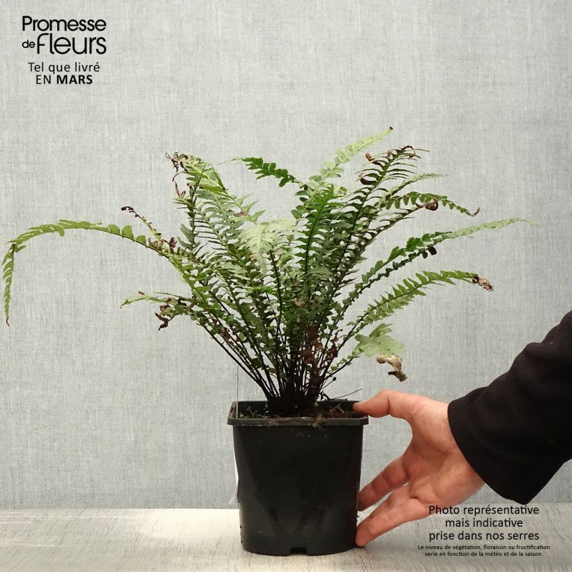 Exemplaar van Doodia aspera Rough Ruby - Raspvaren Pot van 2 l/3 l zoals geleverd in de lente