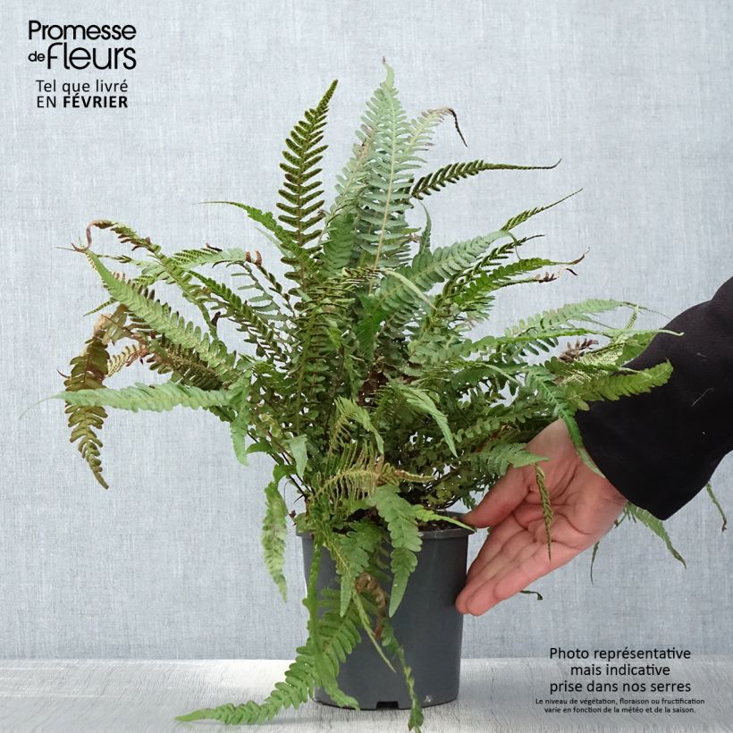 Example of Doodia media - Fougère râpe Pot van 2 l/3 l as you get in hiver