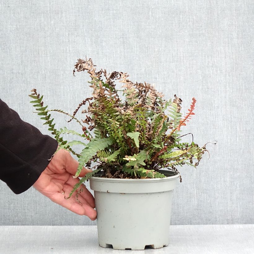 Exemplaar van Doodia media - Raspvaren Pot van 2 l/3 l zoals geleverd in de lente