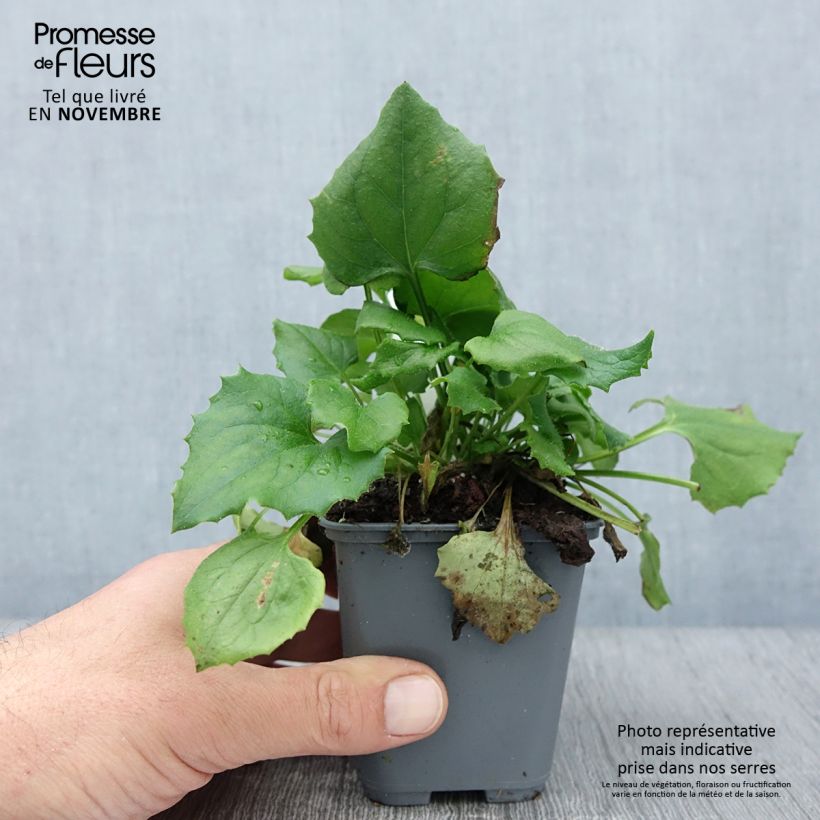 Exemplaar van Doronicum orientale Finesse - Voorjaarszonnebloem Kweekpotje van 8/9 cm zoals geleverd in de herfst