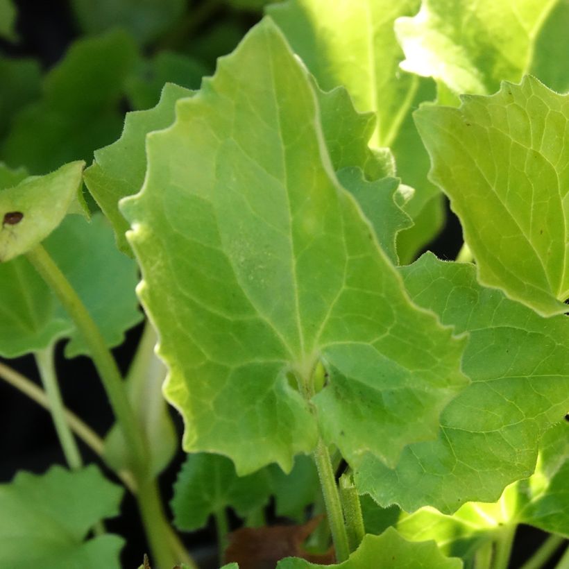 Doronicum orientale Finesse - Voorjaarszonnebloem (Blad)