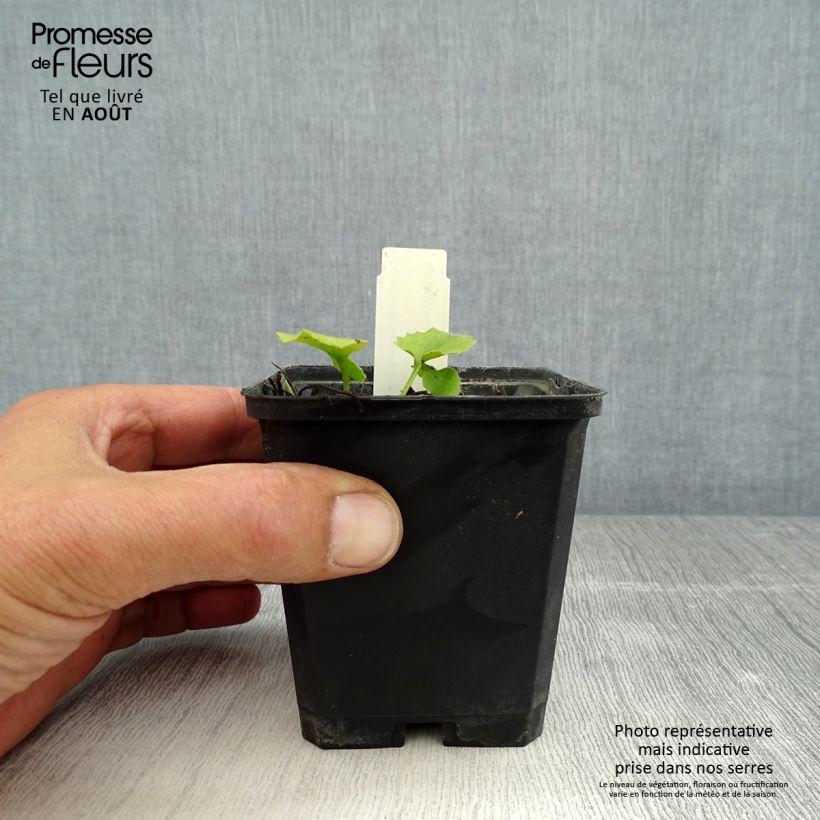 Exemplaar van Doronicum orientale Little Leo - Voorjaarszonnebloem Kweekpotje van 8/9 cm zoals geleverd in de zomer