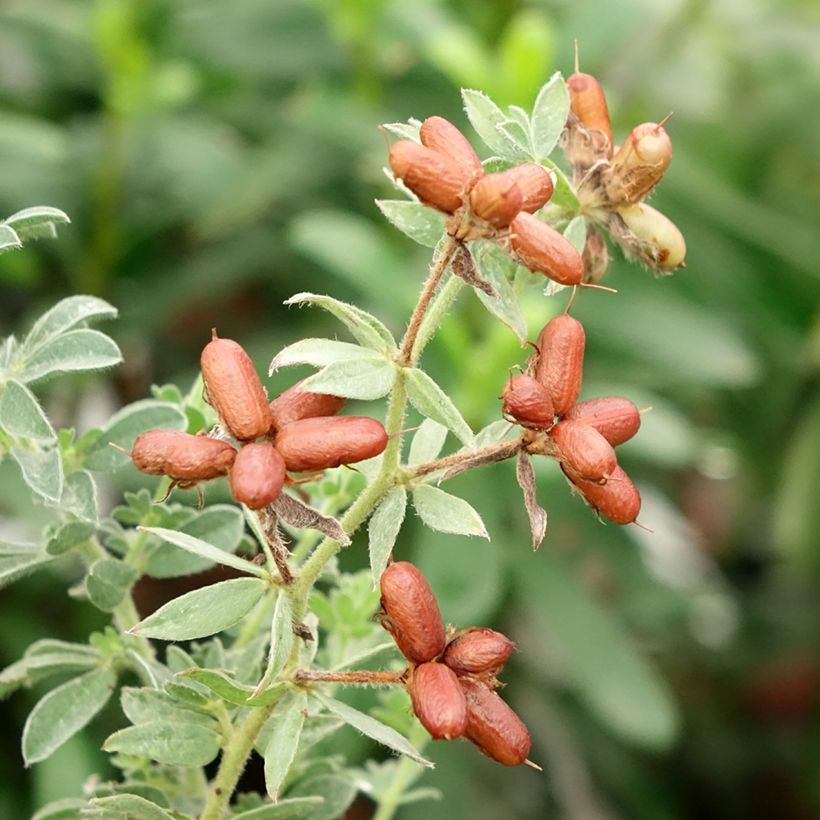 Dorycnium hirsutum Frejorgues - Behaarde kanarieklaver (Harvest)