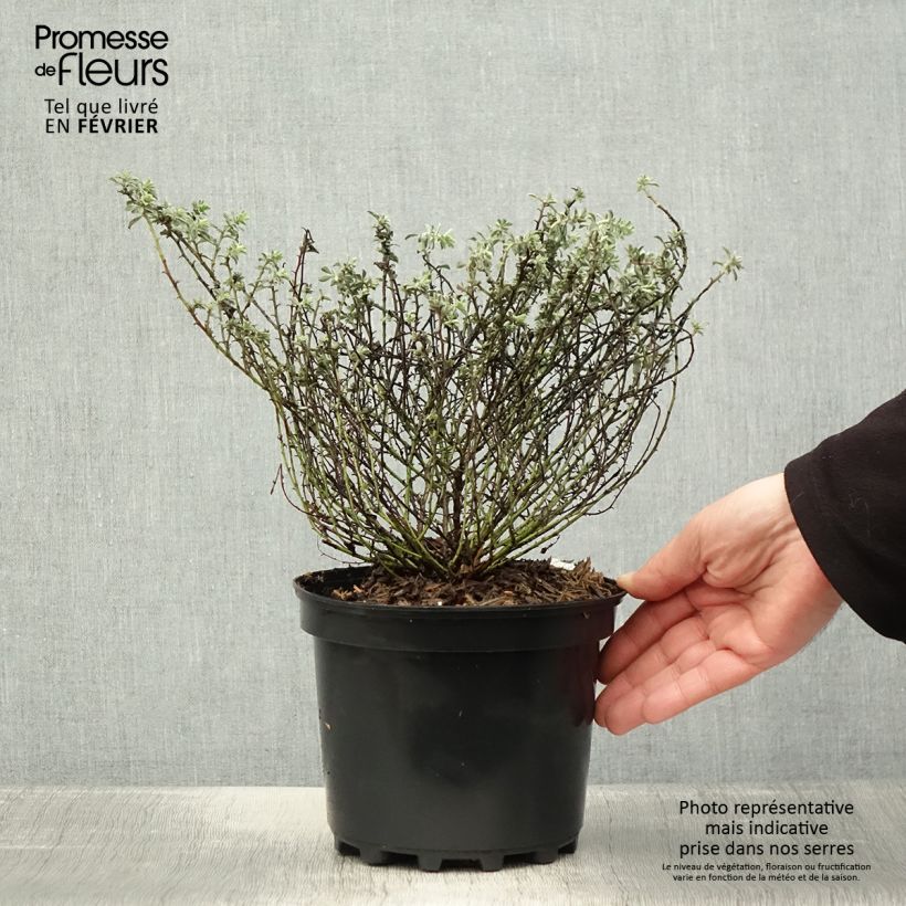 Example of Dorycnium hirsutum Frejorgues Pot van 3 l/4 l as you get in hiver