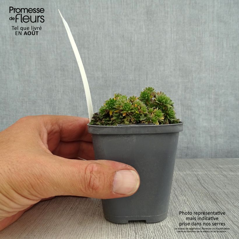 Exemplaar van Draba sakurai - Hongerbloempje Kweekpotje van 8/9 cm zoals geleverd in de zomer