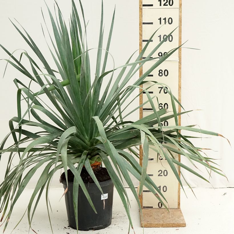Exemplaar van Dracaena draco - Drakenbloedboom Pot van 18 l/20 l zoals geleverd in de zomer