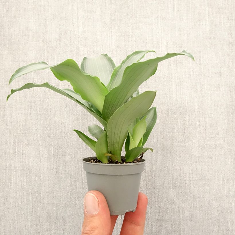 Exemplaar van Dracaena Hawaii - Drakenbloedboom Mini-kamerplanten zoals geleverd in de lente