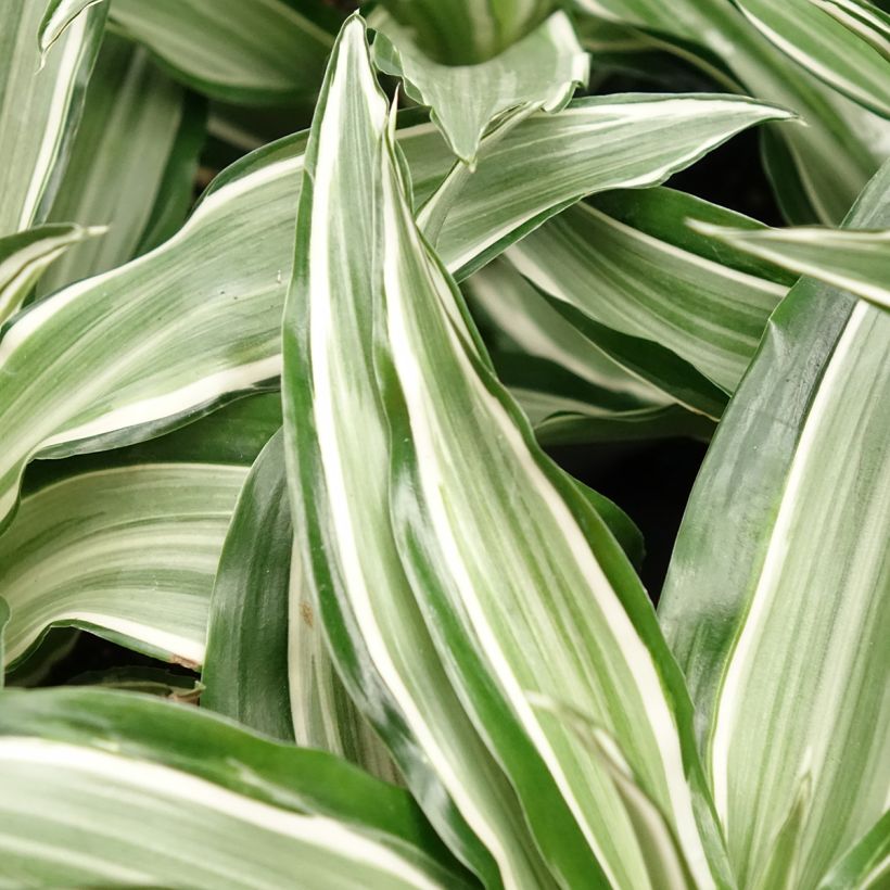 Dracaena fragrans Kanzi - Drakenbloedboom (Blad)