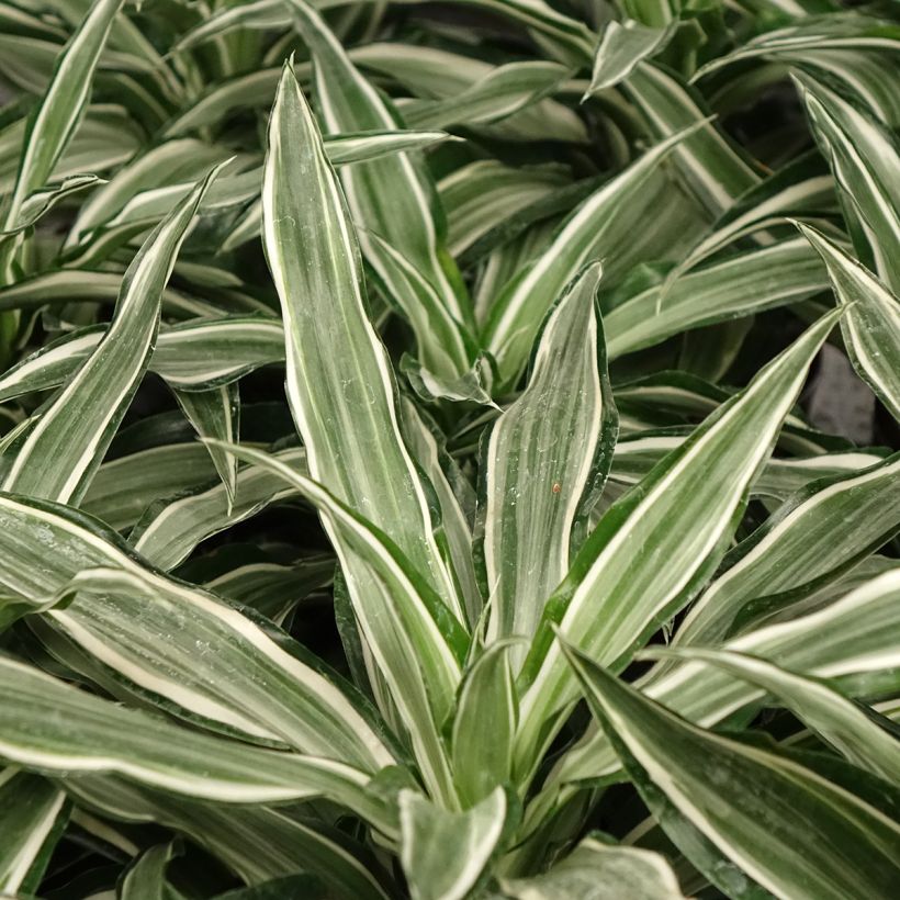 Dracaena fragrans Kanzi - Drakenbloedboom (Blad)