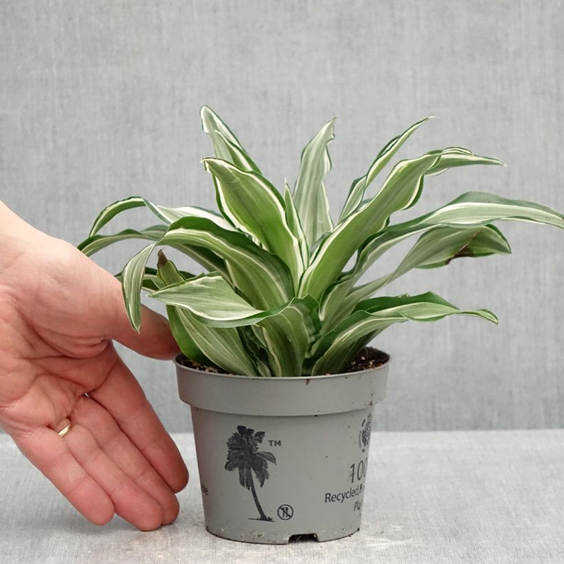 Exemplaar van Dracaena fragrans Kanzi - Drakenbloedboom Pot van 12 cm / 13 cm zoals geleverd in de lente