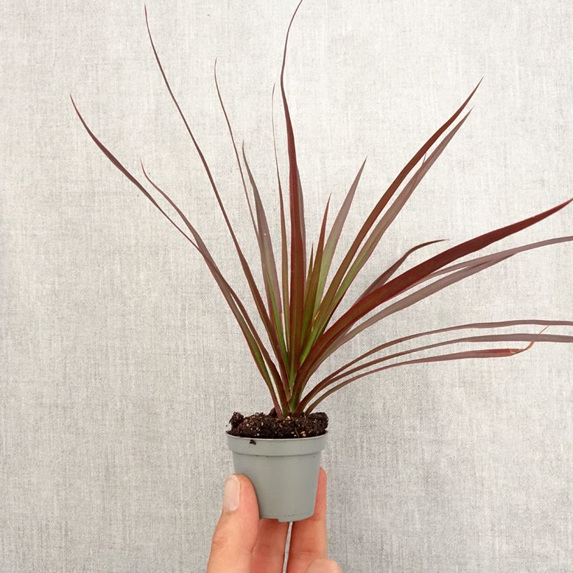 Example of Dracaena reflexa var. angustifolia Magenta - Drakenbloedboom Mini-plante as you get in printemps