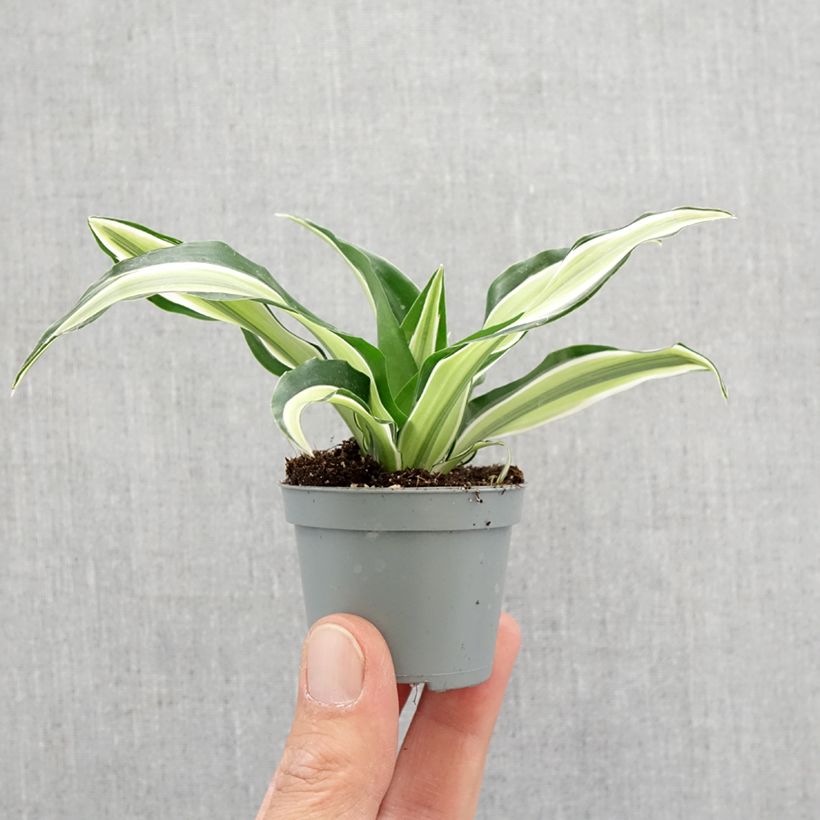 Example of Dracaena Malaika - Dragonnier  Mini-plante as you get in printemps