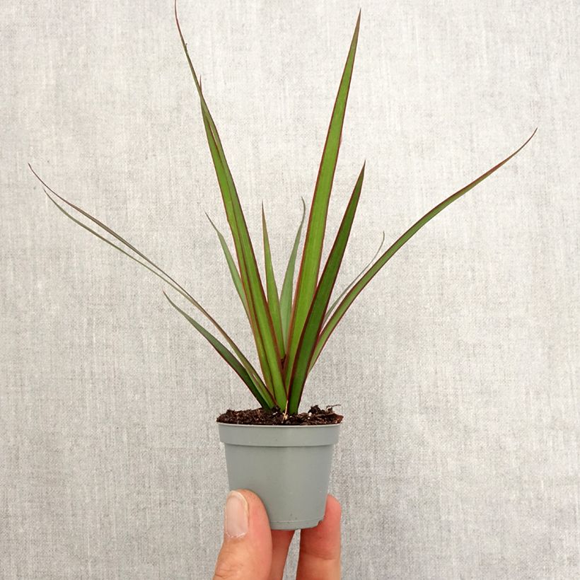 Example of Dracaena marginata - Drakenbloedboom Mini-plante as you get in printemps