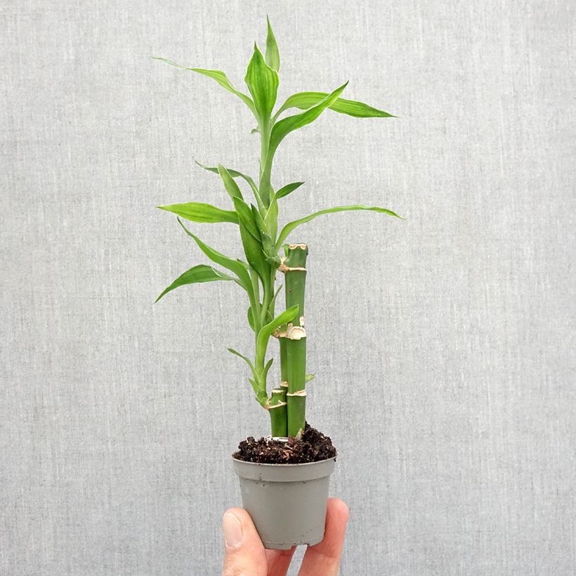 Example of Dracaena sanderiana - Geluksbamboe Mini-plante as you get in printemps