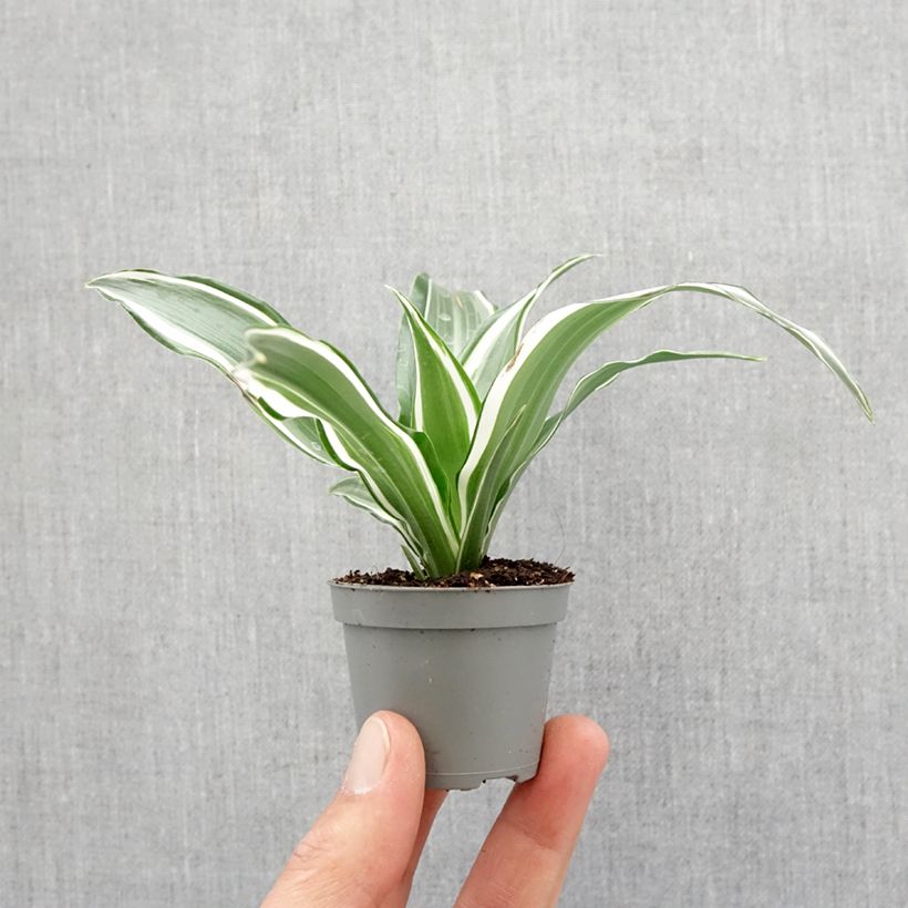 Example of Dracaena fragrans White Jewel - Drakenbloedboom Mini-plante as you get in printemps