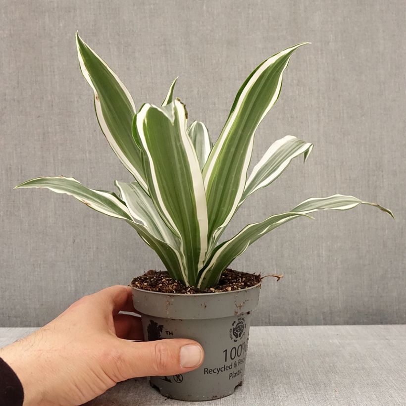 Exemplaar van Dracaena fragrans White Jewel - Drakenbloedboom Pot van 12 cm / 13 cm zoals geleverd in de lente