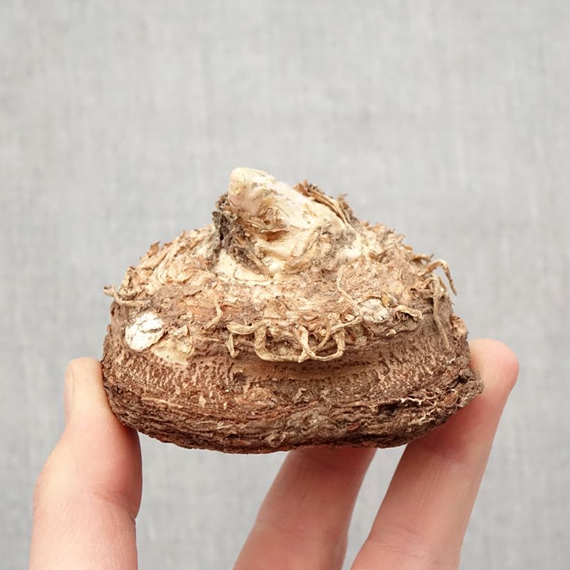 Example of Dracunculus vulgaris - Serpentaire commune Bol size 13+ as you get in printemps