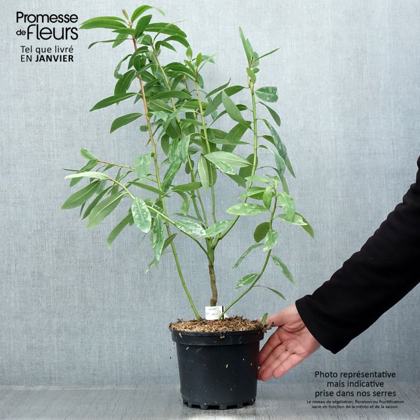 Example of Drimys winteri - Cannelle de Magellan Pot van 3 l/4 l as you get in hiver