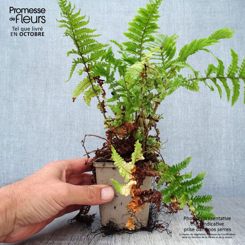 Exemplaar van Dryopteris affinis Crispa - Geschubde mannetjesvaren Kweekpotje van 8/9 cm zoals geleverd in de herfst