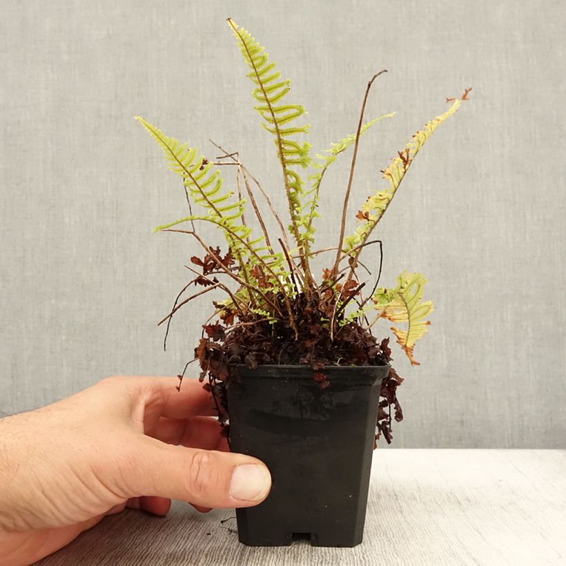 Exemplaar van Dryopteris affinis Cristata - Geschubde mannetjesvaren Kweekpotje van 8/9 cm zoals geleverd in de herfst